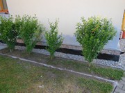 Oprava fasády a odvlhčení mokrého zdiva 2017